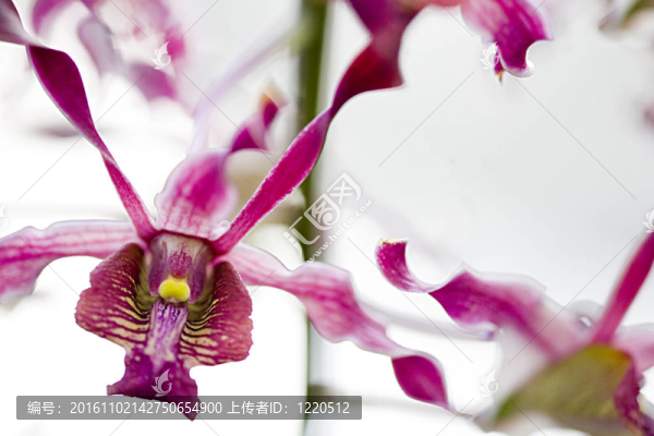 蘭花