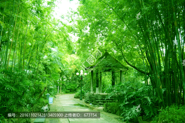 竹林