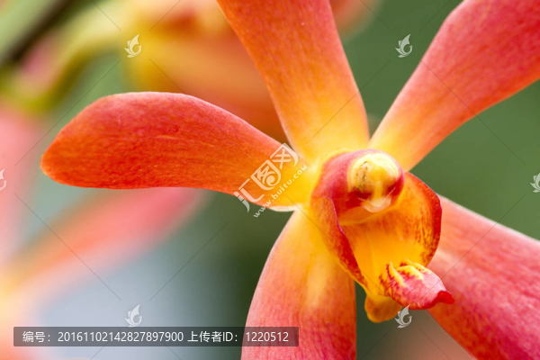 蘭花