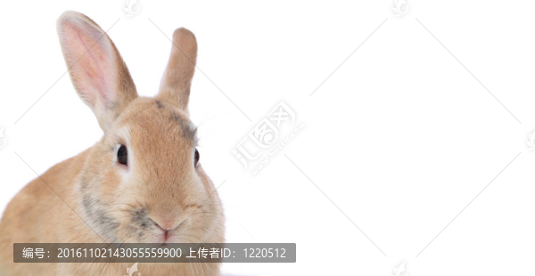 可愛的兔子