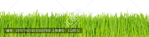 綠色的草
