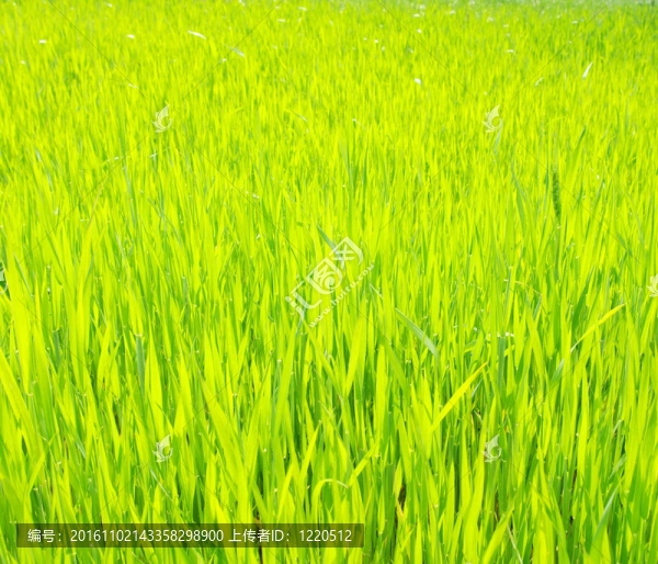 綠色的草坪F