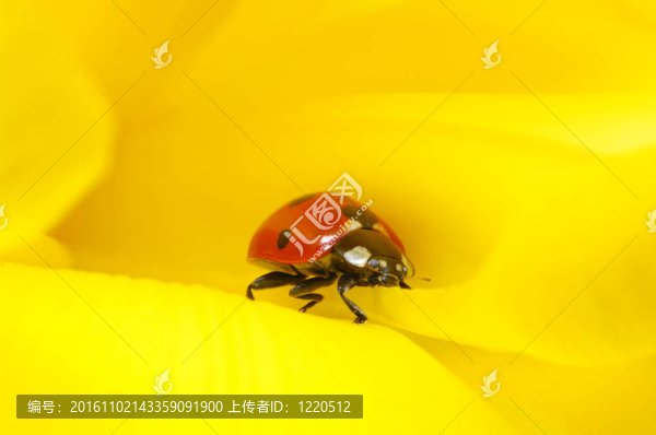 花上的瓢蟲