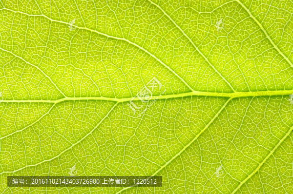 葉的紋理