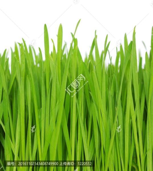 綠色的草