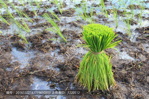 Rice的植物