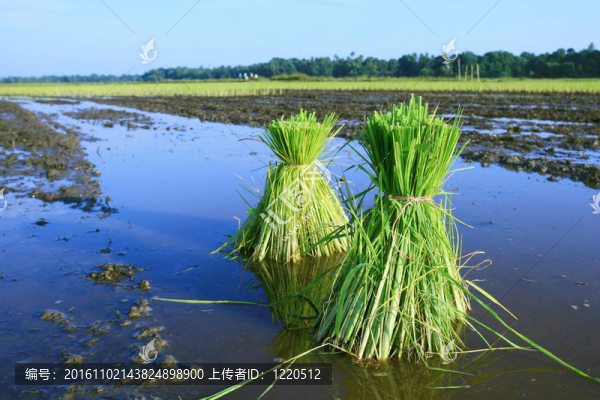 Rice的植物