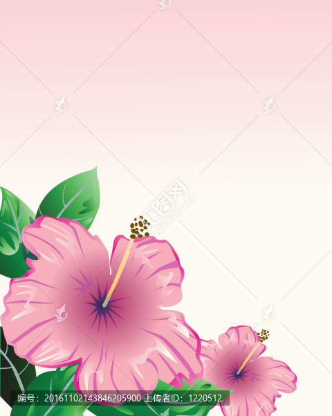 粉紅色背景上的花