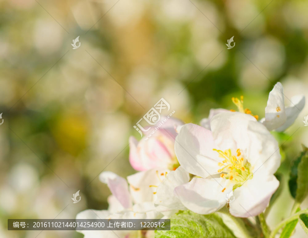 蘋果樹花