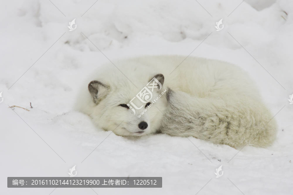 北極狐