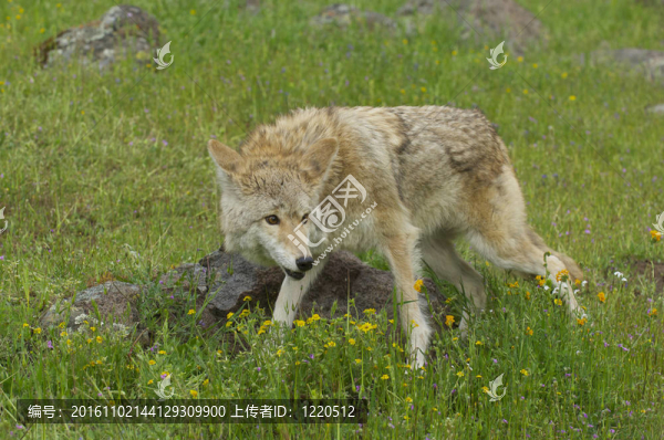 郊狼