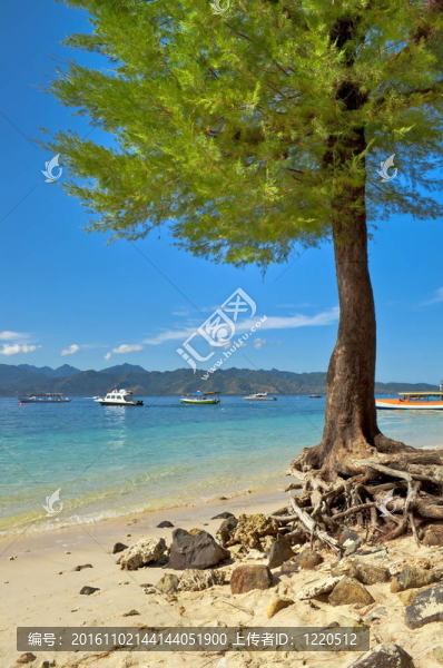 樹在海灘上