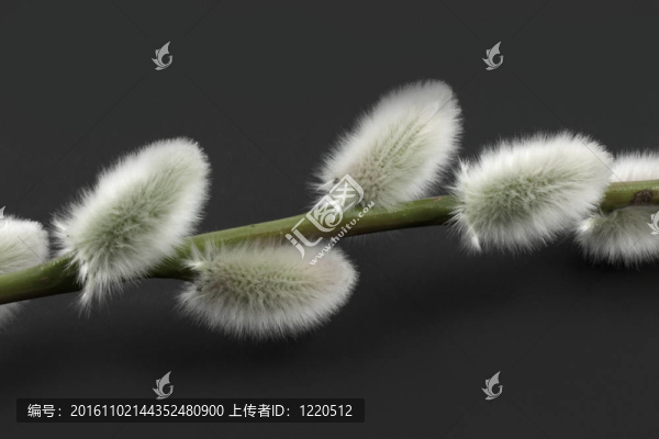 柔柳綢