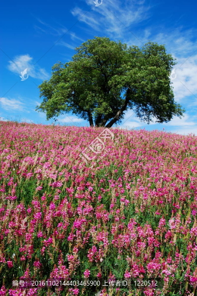 樹和花