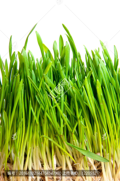 綠色的草