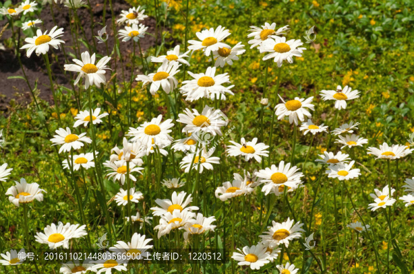 白色雛菊