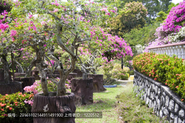 bougainvilla公園