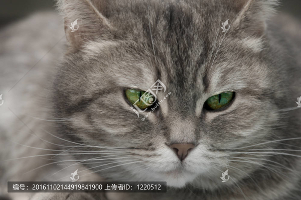 貓