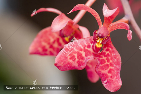 蘭花