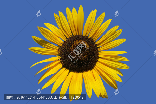 sunflower02