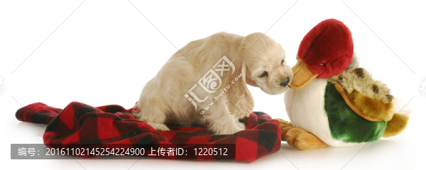 獵狗