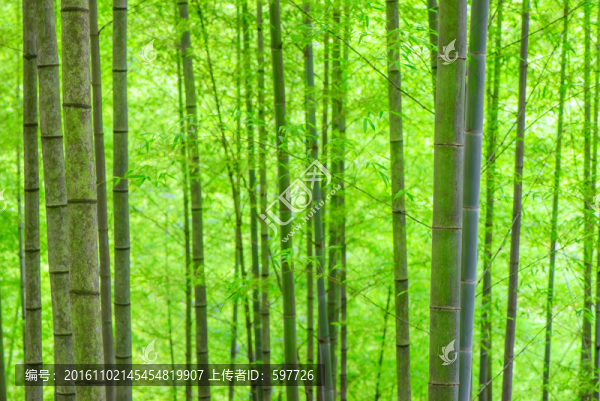 陽光竹林