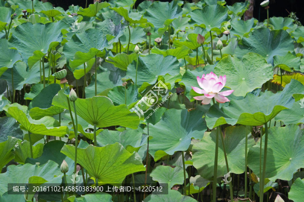 蓮（Nelumbo）