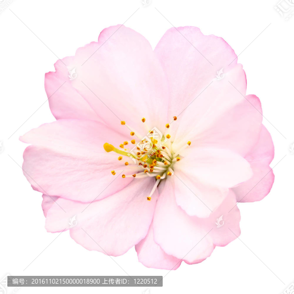 白色的櫻花