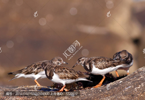 海鳥吃