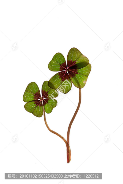 四片葉子的三葉草
