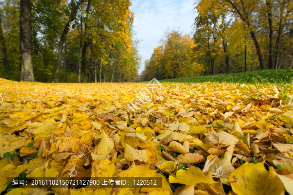 紅葉在公園；淺焦點