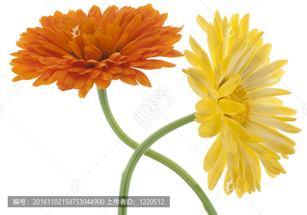 金盞花