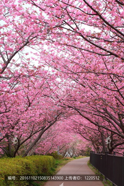 櫻花路