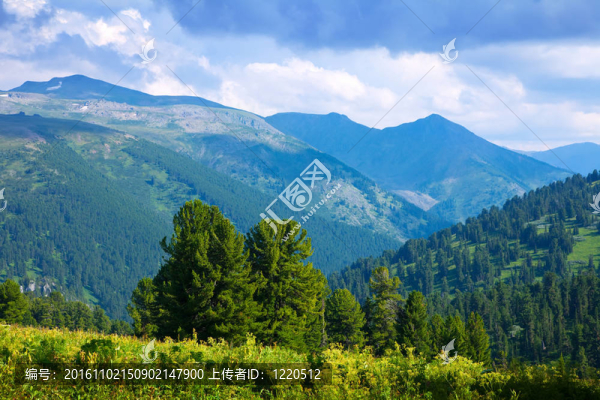 與雪松森林的山地景觀