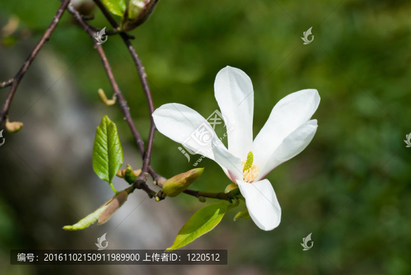 玉蘭花