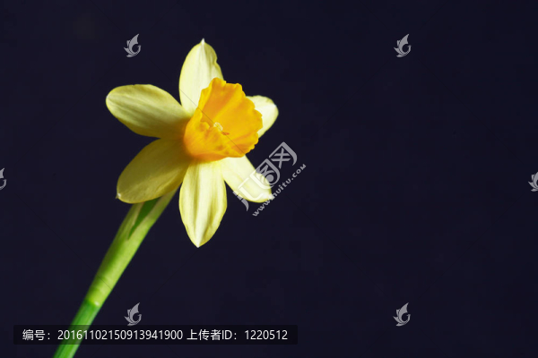 黃水仙在黑色