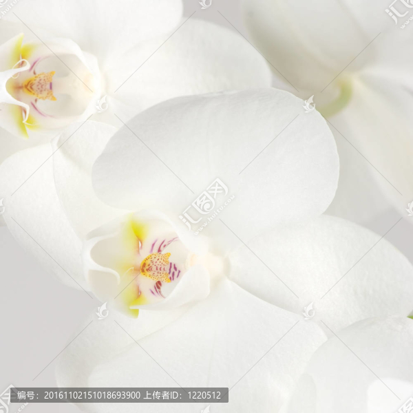 蘭花特寫