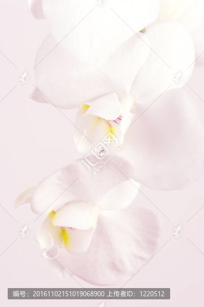 蘭花特寫(xiě)