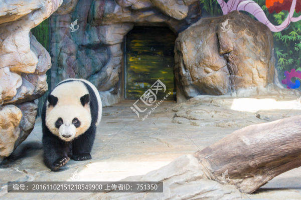 動物園熊貓