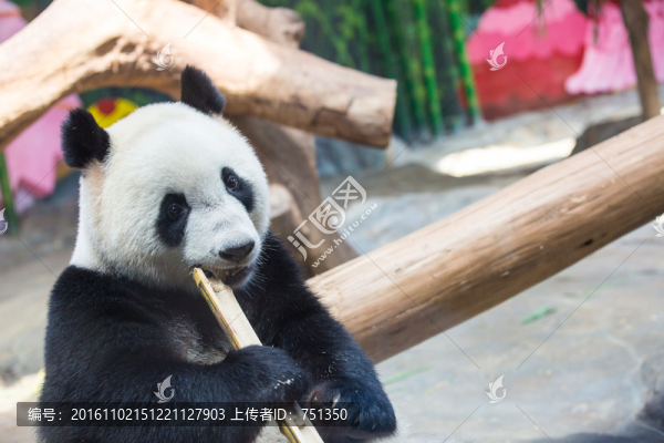可愛熊貓咬竹子
