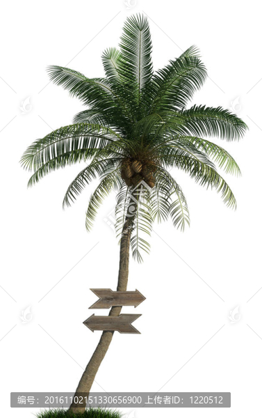 棕櫚樹和木箭