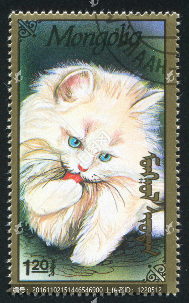 貓