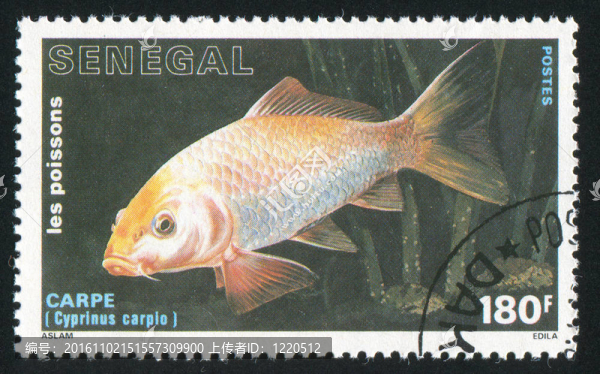 鯉魚