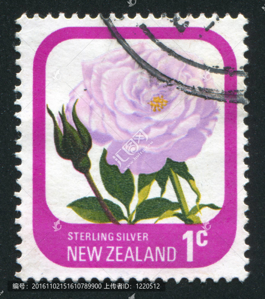 花Rose,Streling