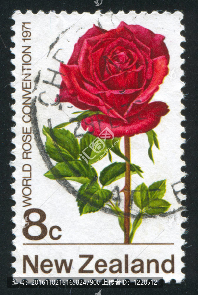 克萊斯勒薔薇花