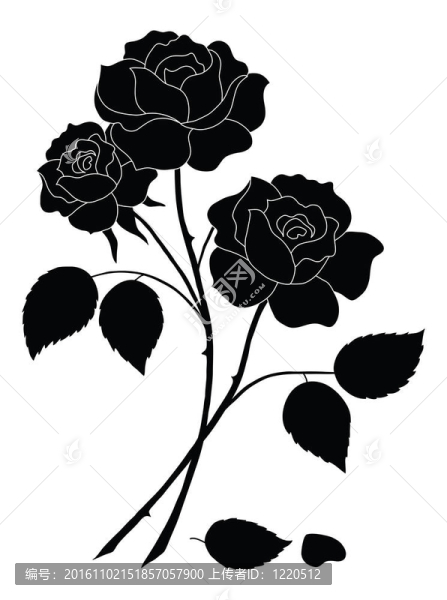 花玫瑰；剪影