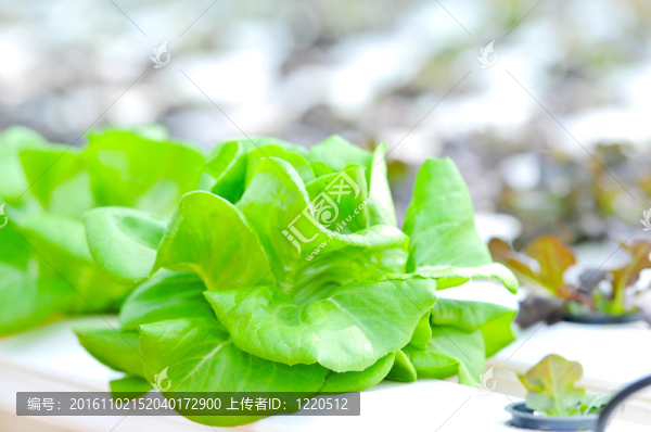 水培蔬菜