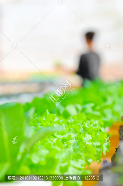 水培蔬菜