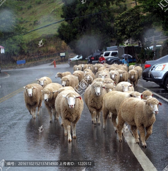 雨中的羊