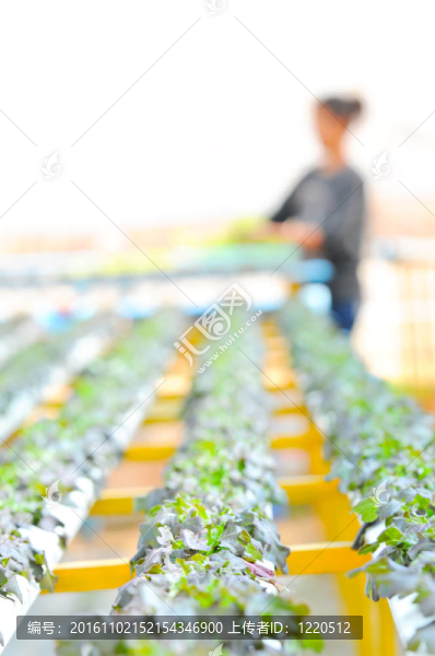 水培蔬菜